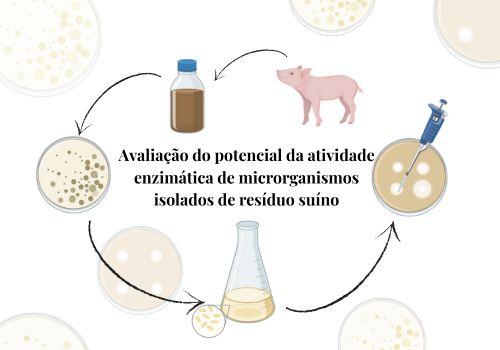 Avaliação do potencial da atividade enzimática de microrganismos isolados de resíduo suíno