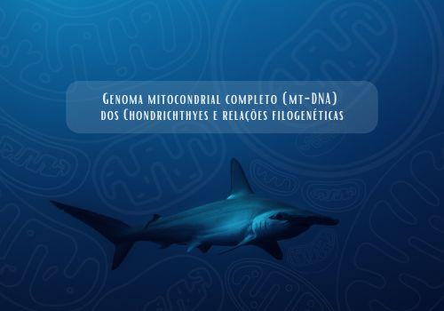 Genoma mitocondrial completo(mt-DNA) dos Chondrichthyes e relações filogenéticas