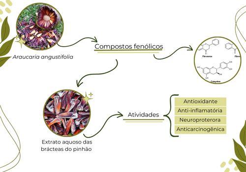 Monitoramento da estabilidade físico-química das brácteas do pinheiro brasileiro