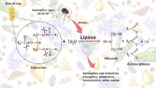 Otimização da reação de lipases em substrato alternativo