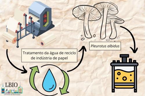 Cultivo submerso de Pleurotus albidus aplicado ao tratamento de água de reciclo