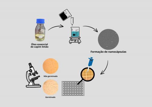 Nanoformulação de óleo essencial de capim limão contra o Botrytis cinerea