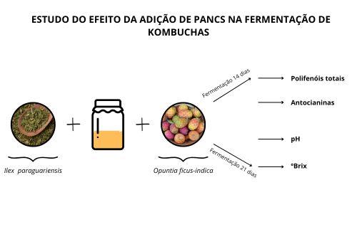 ESTUDO DO EFEITO DA ADIÇÃO DE PANCS  NA FERMENTAÇÃO DE KOMBUCHAS