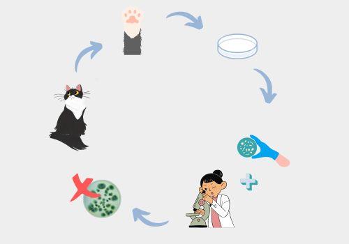 Isolamento do complexo Sporothrix schenckii das unhas de gatos saudáveis