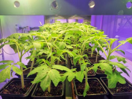 Mudas de tomates cultivadas em diferentes tratamentos com hidrogéis