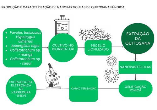 Produção e caracterização de nanopartículas de quitosana fúngica