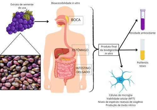 Avaliação do extrato de semente de uva biodigerido em micróglia