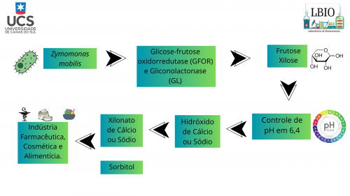 SÍNTESE BIOCATALÍTICA DE XILONATO DE SÓDIO E DE XILONATO DE CÁLCIO