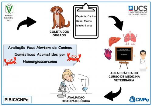 Avaliação Post Mortem de Caninos Domésticos Acometidos por Hemangiossarcoma