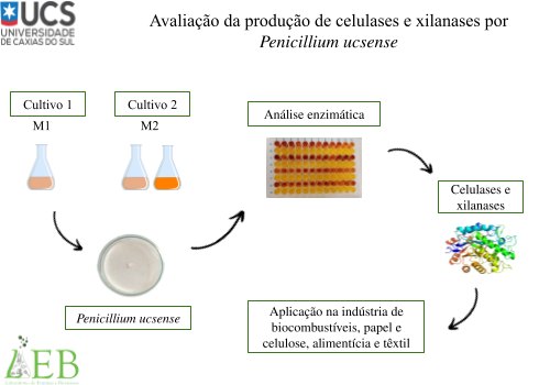 Avaliação da produção de celulases e xilanases por Penicillium ucsense