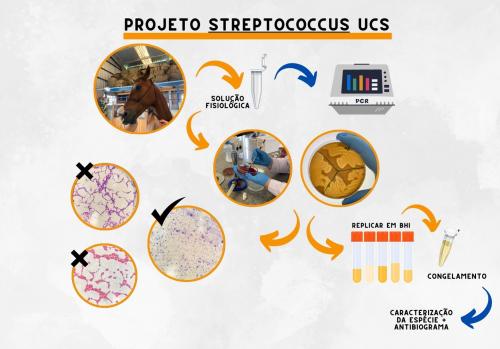 Projeto Streptococcus UCS: Identificação e Caracterização Bacteriana