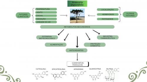 Influência do clima na atividade antioxidante da Araucaria angustifolia.