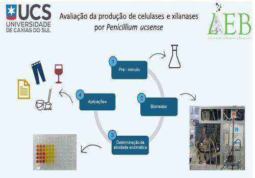 Avaliação da produção de celulases e xilanases por Penicillium ucsense 