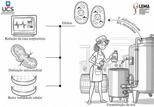  Efeito do SO2 sobre a levedura Torulaspora delbrueckii