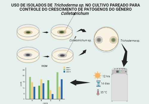 USO DE Trichoderma sp. PARA CONTROLE DE PATÓGENOS DO GÊNERO Colletotrichum