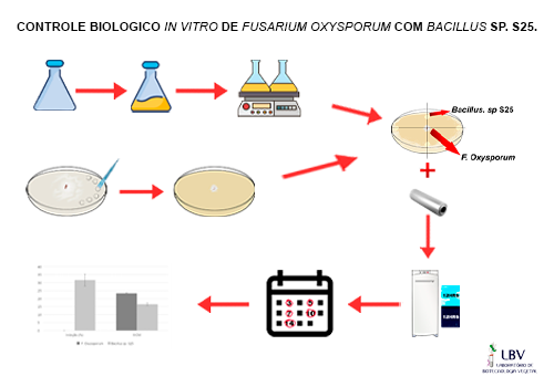 CONTROLE BIOLOGICO IN VITRO DE FUSARIUM OXYSPORUM COM BACILLUS SP. S25.