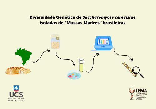 Diversidade Genética de S. cerevisiae isoladas de “Massas  Madres” brasileiras