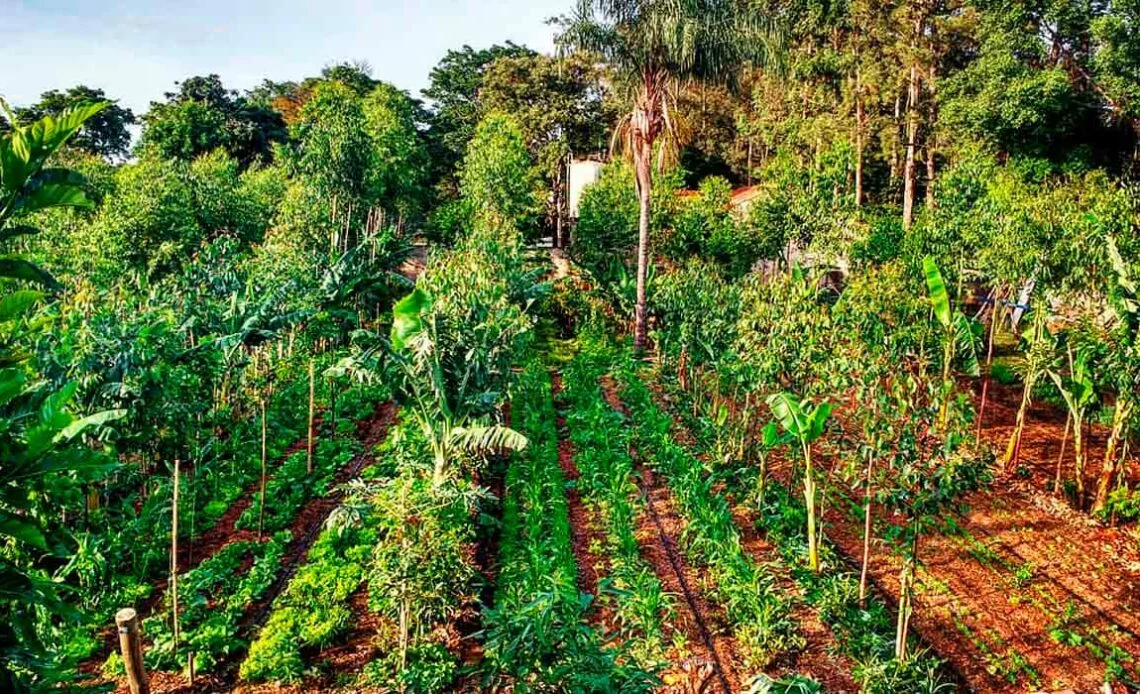 A AGROFLORESTA NA RESERVA LEGAL AMAZÔNICA E O DESENVOLVIMENTO DE LIBERDADES